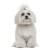 Ши-тцу одежда  для собак купить в , большие размеры для средних и крупных пород, одежда для мелких пород