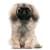 Пекинес одежда  для собак купить в , большие размеры для средних и крупных пород, одежда для мелких пород