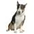 Амстафф, Бультерьер одежда  для собак купить в , большие размеры для средних и крупных пород, одежда для мелких пород