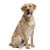Лабрадор Ретривер одежда  для собак купить в , большие размеры для средних и крупных пород, одежда для мелких пород