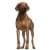 Риджбек одежда  для собак купить в , большие размеры для средних и крупных пород, одежда для мелких пород