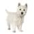 Вест Хайленд терьер одежда  для собак купить в , большие размеры для средних и крупных пород, одежда для мелких пород