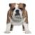 Английский бульдог одежда  для собак купить в , большие размеры для средних и крупных пород, одежда для мелких пород